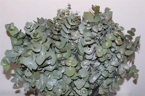 Eucalyptus per bos cinerea