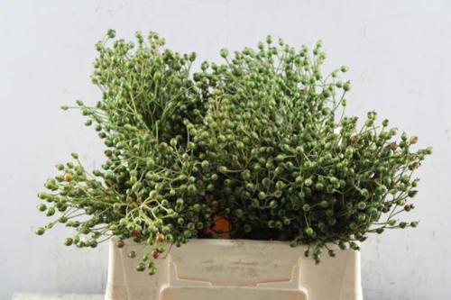 Rosa Plenty (rozenbottel)