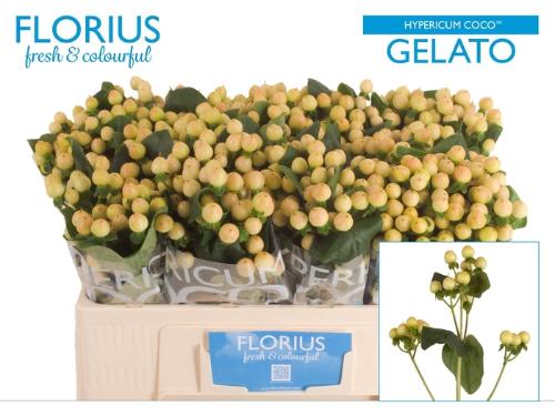 Hypericum Coco Gelato
