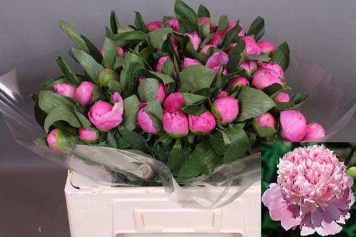 Paeonia Lactiflora Grp 'Monsieur Jules Elie'