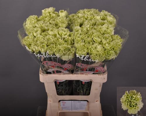 Dianthus standaard Green Shot