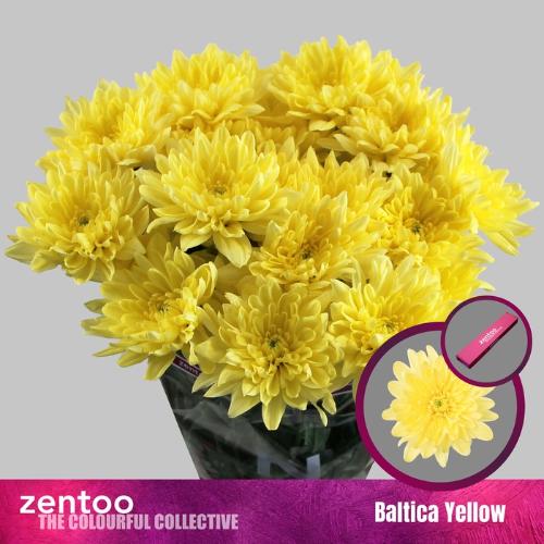 Chrysanthemum Indicum Grp tros kas Baltica Yellow