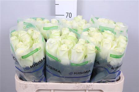 Rosa grootbloemig Snowstorm+