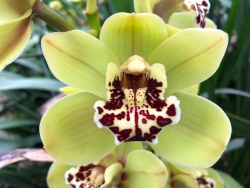Cymbidium mini per tak Cameliard 'French Mustard'