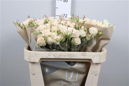 Rosa grootbloemig kleurbehandeld H%