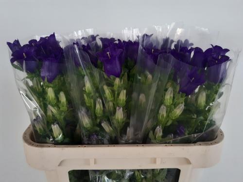 Campanula medium 'Champion Blue'