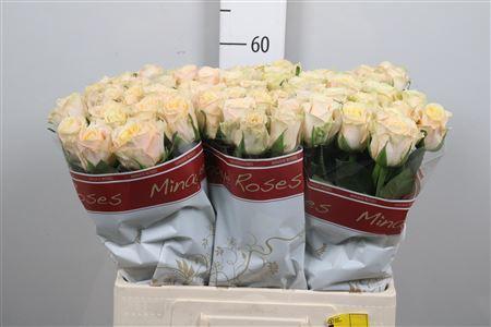 Rosa grootbloemig Top Fair!