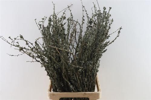 Larix doos