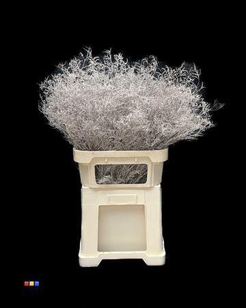 Limonium overig kleurbehandeld H%