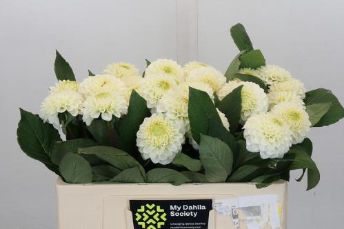 Dahlia (Ball Grp) 'Caro'