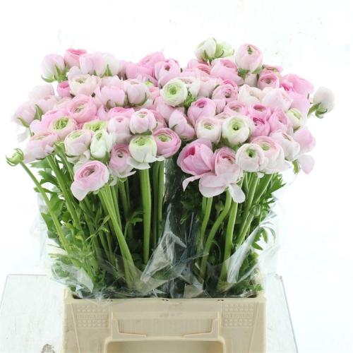 Ranunculus asiaticus 'Aazur Light Pink'