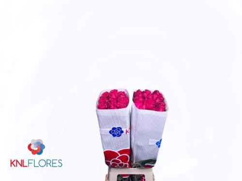 Rosa grootbloemig Full Monty!