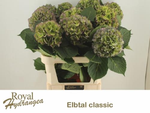 Hydrangea macrophylla 'Elbtal' (classic)