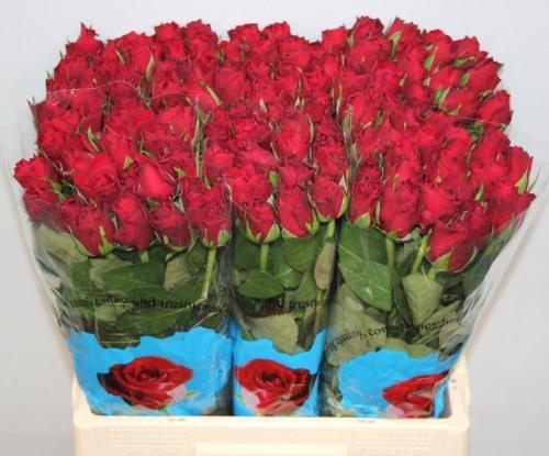 Rosa grootbloemig Upper Class