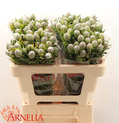 Leucadendron linifolium 'Jade Pearl'