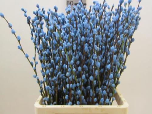 Salix kleurbehandeld H%