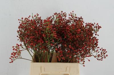 Rosa Magical Red Cascade