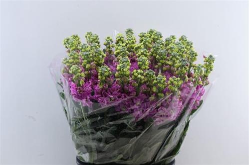 Matthiola incana overig