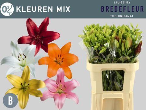 Lilium Longiflorum x Aziatische Grp gemengd in fust