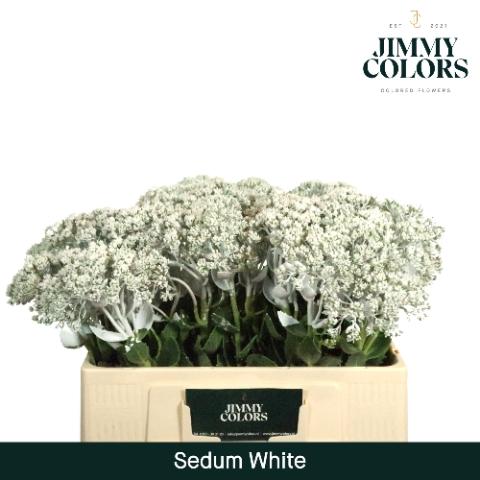 Sedum kleurbehandeld H%