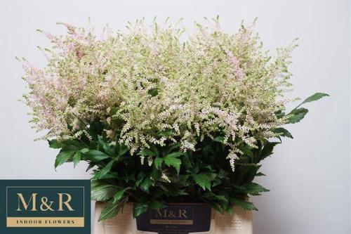 Astilbe Japonica Grp 'Europa'