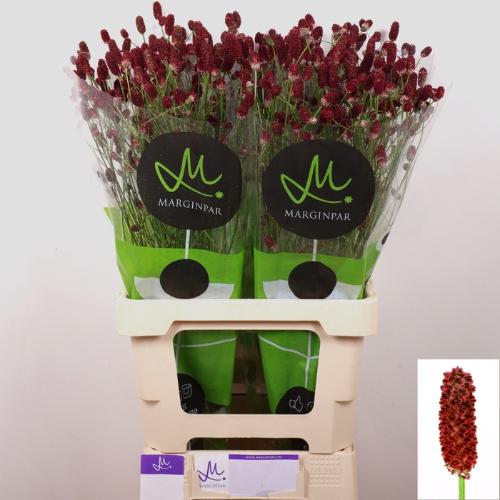 Sanguisorba officinalis 'Red Dream'