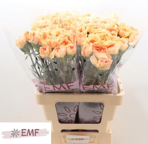 Dianthus standaard Mandarin