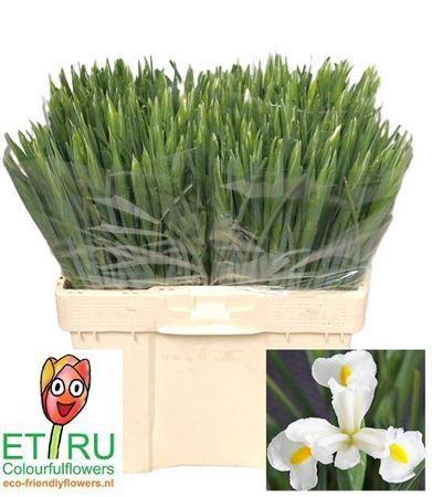 Iris (Hollandse Iris Grp) 'White Magic'