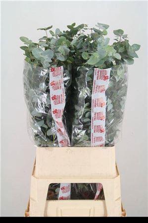 Eucalyptus per bos cinerea