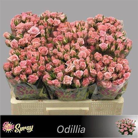 Rosa tros Odilia
