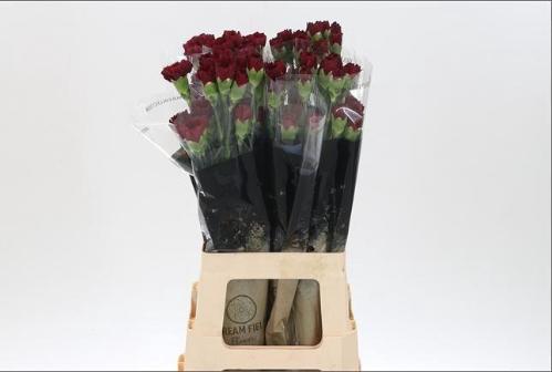 Dianthus standaard 'Zurigo'