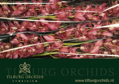 Cymbidium grootbloemig per tak Eastern Prinses 'Pink Prelude'