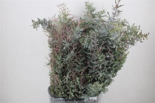 Acacia baileyana bloeiend per bos 'Purpurea'Dealbata Grp