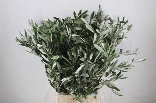 Olea europaea per bos