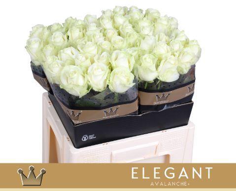 Rosa grootbloemig Avalanche+