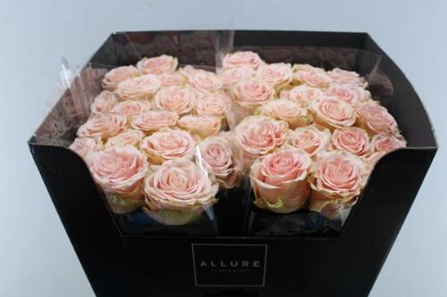 Rosa grootbloemig Liz Taylor