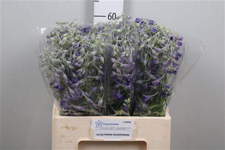Delphinium Belladonna Grp enkelbloemig 'Volkerfrieden'