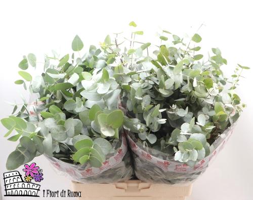 Eucalyptus per bos cinerea
