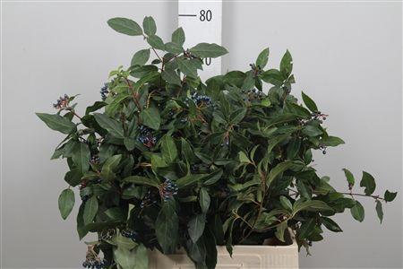 Viburnum per tak 'Dark Blue Hermania'