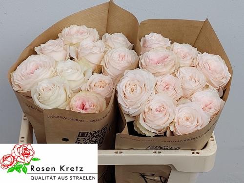 Rosa grootbloemig Sunderland!