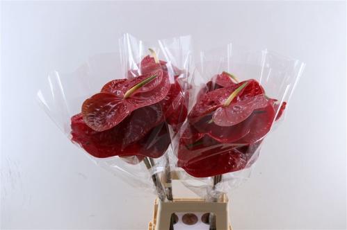 Anthurium Andreanum Grp Calisto
