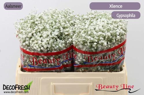 Gypsophila paniculata Xlence