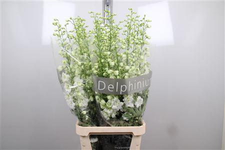Delphinium Elatum Grp dubbelbloemig 'Centurion White'