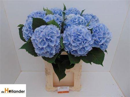 Hydrangea macrophylla 'Verena' (blauw)