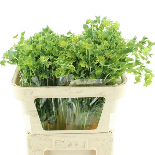 Bupleurum griffithii