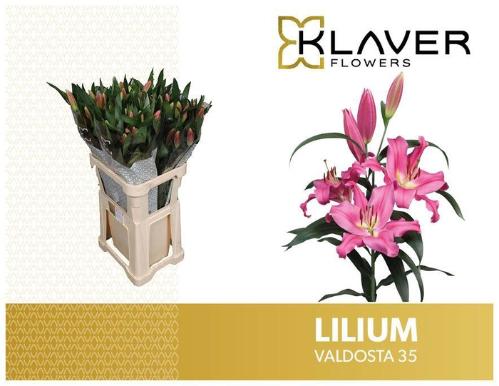 Lilium (OT-hybrids Grp) 'Valdosta'