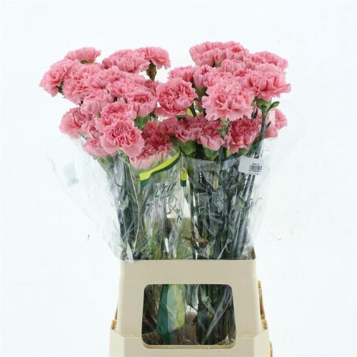 Dianthus standaard Corvette