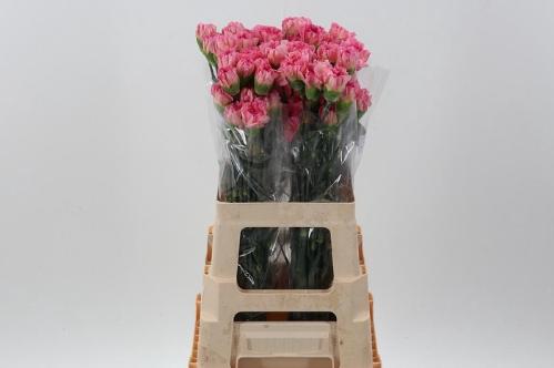 Dianthus standaard overig