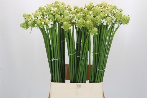 Ornithogalum saundersiae