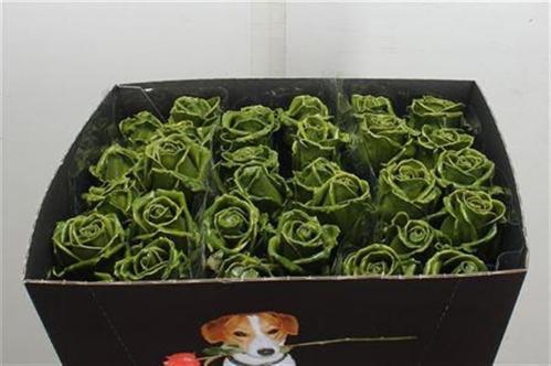 Rosa grootbloemig gewaxt H%